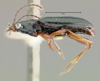 Media type: image;   Entomology 19626 Aspect: habitus lateral view